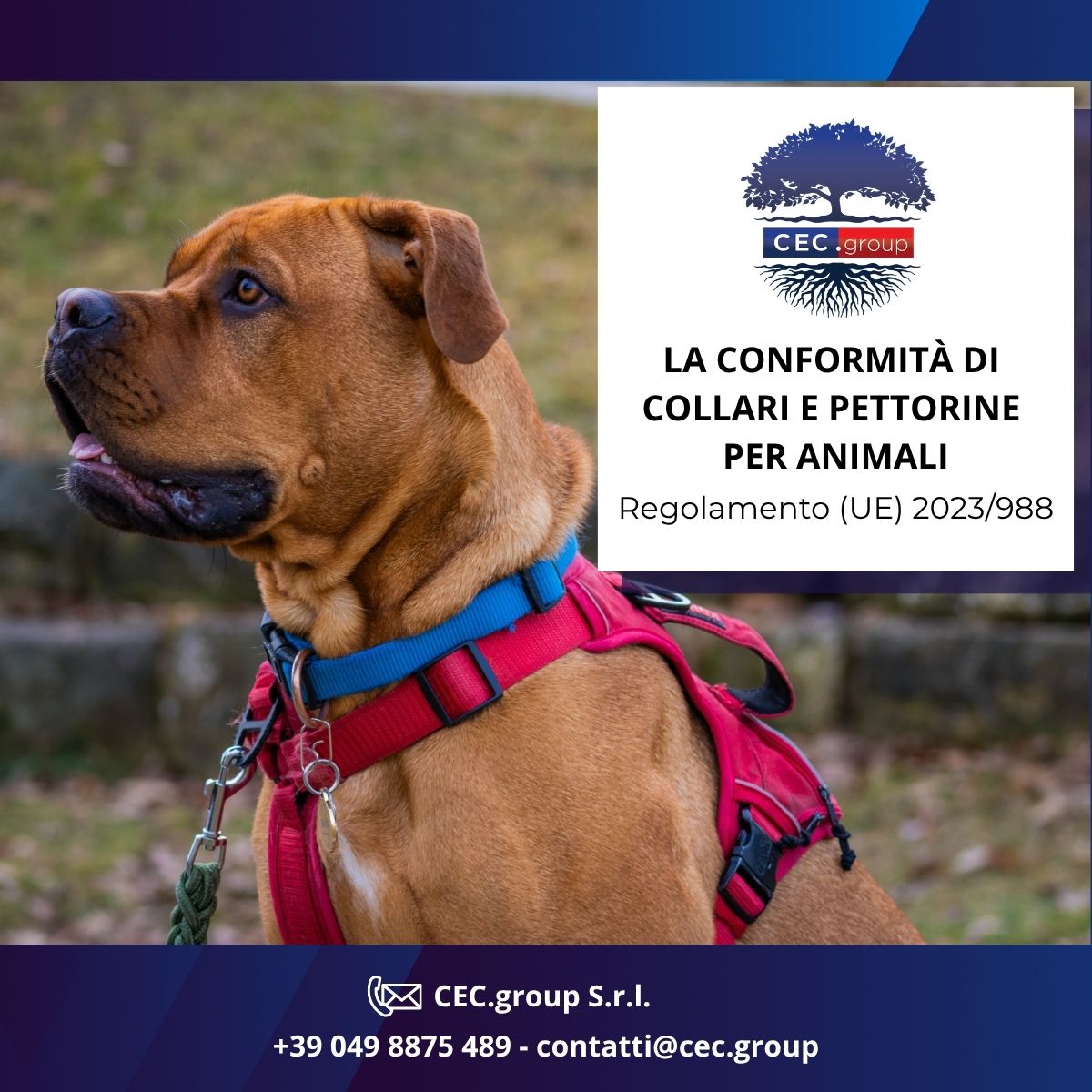 CONFORMITÀ DI COLLARI E PETTORINE PER ANIMALI